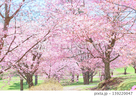 緑ヶ丘公園の桜 緑ヶ丘公園の桜 139220047