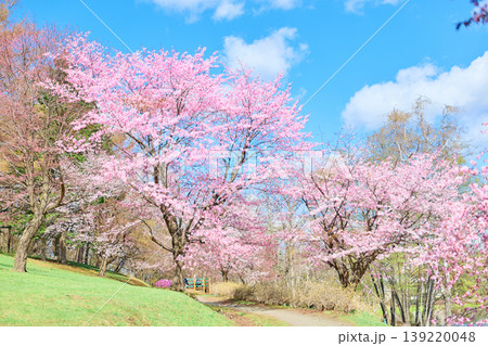 緑ヶ丘公園の桜 緑ヶ丘公園の桜 139220048