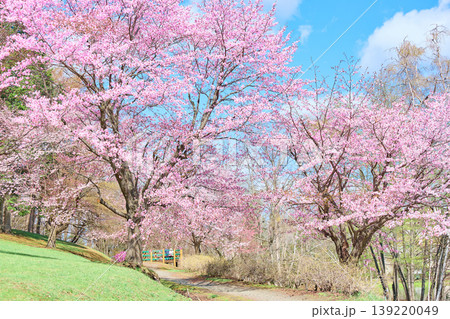 緑ヶ丘公園の桜 緑ヶ丘公園の桜 139220049