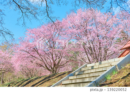緑ヶ丘公園の桜 緑ヶ丘公園の桜 139220052