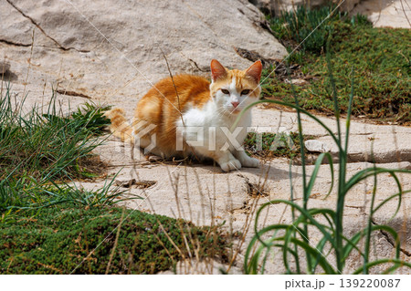 Ginger and white cat sitting on sandy ground with patches of grass, 139220087
