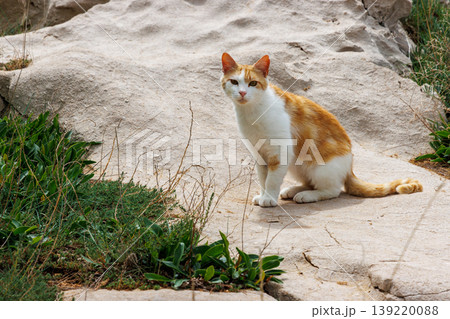 Ginger and white cat sitting on sandy ground with patches of grass, Ginger and white cat sitting on sandy ground with patches of grass, 139220088