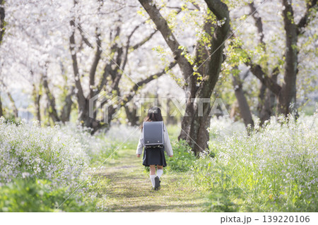 春の桜に囲まれた通学路を歩く小学生の女の子の後ろ姿 139220106