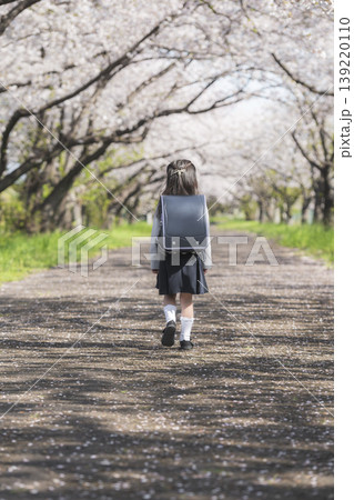 春の桜並木を歩くランドセル姿の新一年生の女の子後ろ姿 139220110