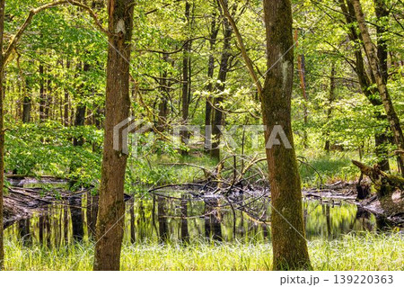 Forest pond reflections in Moenchbruch nature reserve Germany Forest pond reflections in Moenchbruch nature reserve Germany 139220363