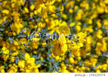 Yellow flowering shrub macro spring bloom cytisus scoparius Yellow flowering shrub macro spring bloom cytisus scoparius 139220374