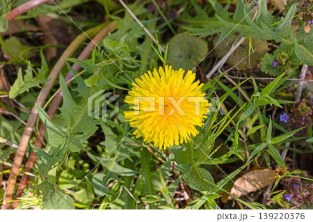 Dandelion flower taraxacum officinale macro grass 139220376