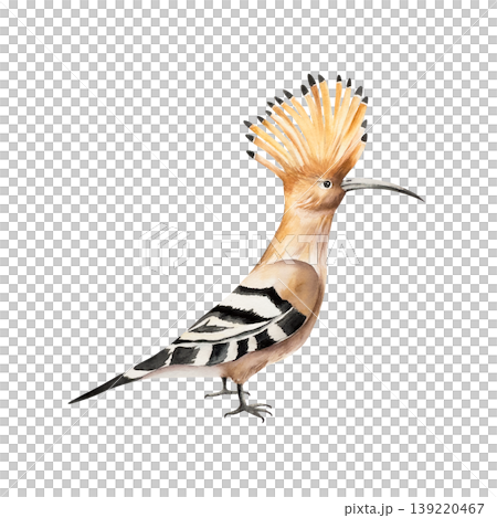 Hoopoe bird with striped wings. Watercolor hand drawn isolated illustration on transparent background. Perfect for tropical design projects. For designers, invitations, decoration, postcards, wrapping Hoopoe bird with striped wings. Watercolor hand drawn isolated illustration on transparent background. Perfect for tropical design projects. For designers, invitations, decoration, postcards, wrapping 139220467