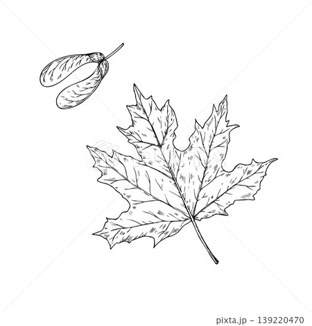 Vector maple leaf, graphic hand drawn Helicopter seed, samara fruit, isolated illustration. Botanical hand drawn illustration isolated on background. Ideal for seasonal, halloween, forest, or nature 139220470