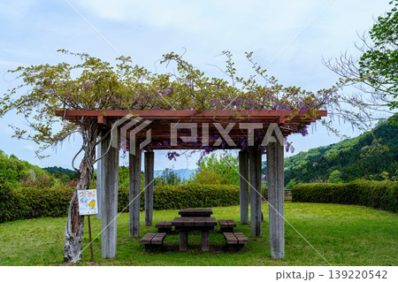 新緑が美しい奈良布目ダム　東側駐車場奥にある藤棚で咲く藤の花(全景) 139220542