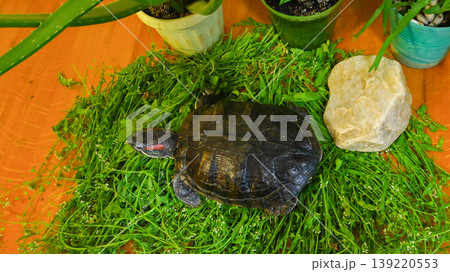 top view of a turtle in the grass near flower pots and a stone top view of a turtle in the grass near flower pots and a stone 139220553