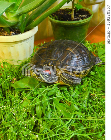 the turtle raised its head while in the green grass on the table the turtle raised its head while in the green grass on the table 139220557