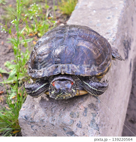 red-eared slider turtle on the edge of a grey concrete curb in a city park red-eared slider turtle on the edge of a grey concrete curb in a city park 139220564