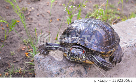 red-eared slider turtle on a concrete elevation stretched its paws and head 139220565
