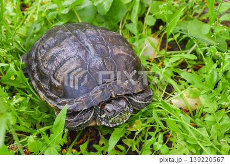 red-eared slider turtle in profile among tall green grass on the lawn red-eared slider turtle in profile among tall green grass on the lawn 139220567