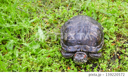 reptile on ground in garden focus on head and front part of the shell reptile on ground in garden focus on head and front part of the shell 139220572