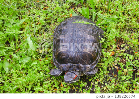 turtle with red stripes on head in center of frame on the ground turtle with red stripes on head in center of frame on the ground 139220574
