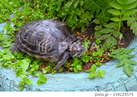 turtle crawls on grass inside blue garden flowerbed from old tire turtle crawls on grass inside blue garden flowerbed from old tire 139220575