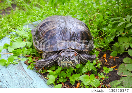 red-eared slider turtle close up on green grass 139220577