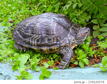 side view of a turtle in green grass outdoors 139220578