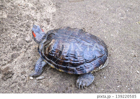 red-eared slider turtle crawling on wet dark soil in the garden side top view red-eared slider turtle crawling on wet dark soil in the garden side top view 139220585