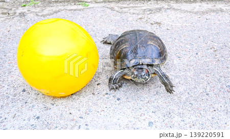 turtle is next to a large yellow ball on the asphalt turtle is next to a large yellow ball on the asphalt 139220591