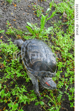 red-eared slider turtle crawling through thick green grass red-eared slider turtle crawling through thick green grass 139220592