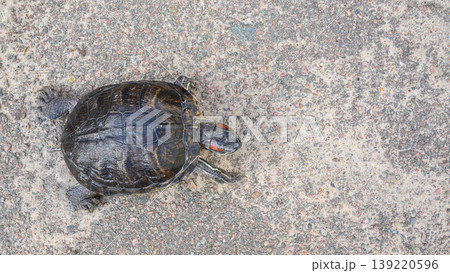 turtle top view on asphalt crawling on a gray stony road surface on a summer day turtle top view on asphalt crawling on a gray stony road surface on a summer day 139220596
