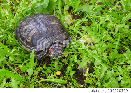 turtle against green vegetation background turtle against green vegetation background 139220599