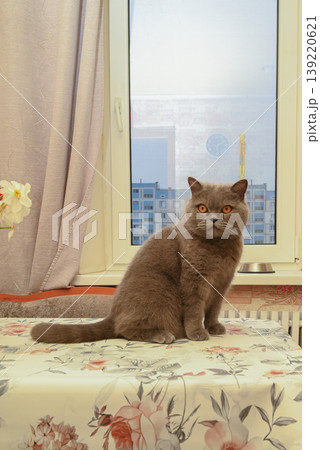 cat sitting on a table with a floral tablecloth by the window 139220621