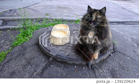 fluffy cat sitting on a manhole cover next to a bowl 139220624