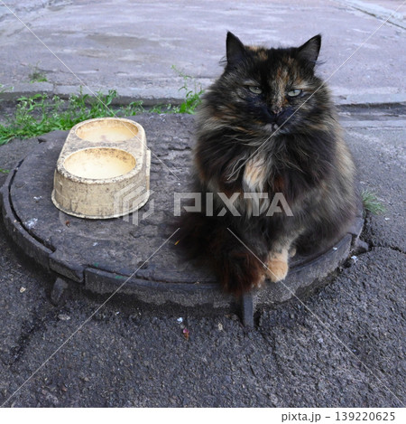 tortoiseshell cat looking straight into the camera sitting on a manhole 139220625