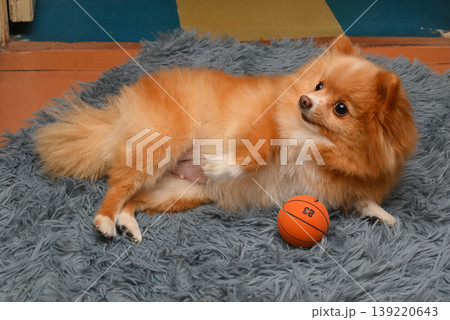 red pomeranian spitz lying on its back on a grey fluffy rug next to a small orange ball red pomeranian spitz lying on its back on a grey fluffy rug next to a small orange ball 139220643