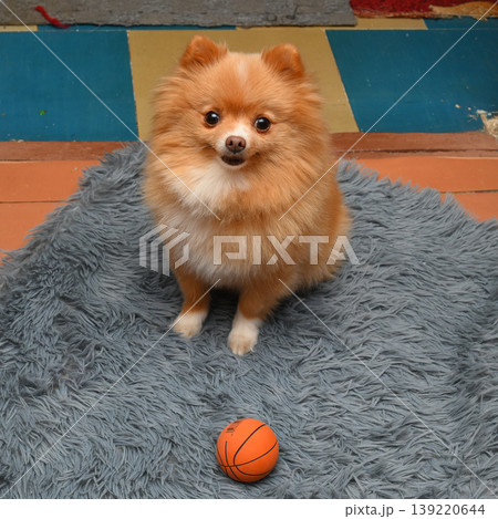 red spitz sitting on a grey fluffy carpet and looking at the camera in front of an orange ball 139220644