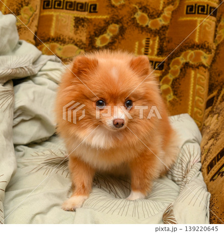 red pomeranian spitz sitting on a sofa against a brown patterned upholstery and looking away red pomeranian spitz sitting on a sofa against a brown patterned upholstery and looking away 139220645