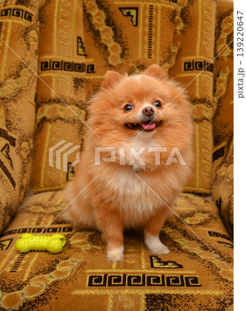 joyful red spitz sitting on a brown sofa next to a yellow toy bone in a home setting joyful red spitz sitting on a brown sofa next to a yellow toy bone in a home setting 139220647