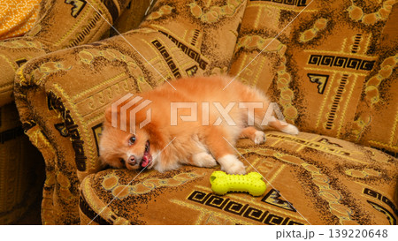 red spitz lying on its side on a brown sofa with its tongue out next to a yellow bone toy red spitz lying on its side on a brown sofa with its tongue out next to a yellow bone toy 139220648