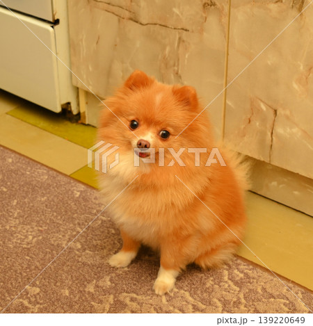 fluffy pomeranian spitz sitting on the carpet in the kitchen fluffy pomeranian spitz sitting on the carpet in the kitchen 139220649