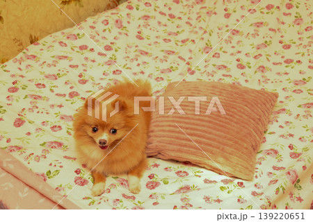 spitz lying on a bed with a floral bedspread 139220651
