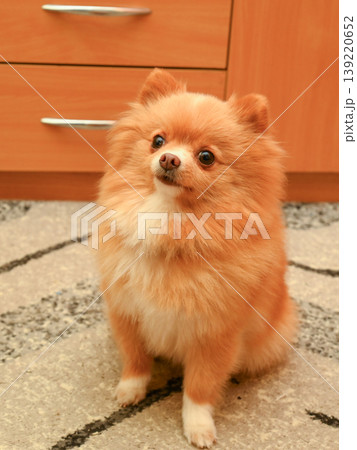 red spitz sitting on a light carpet and looking up red spitz sitting on a light carpet and looking up 139220652