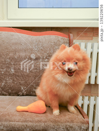 smiling red spitz sits on the sofa next to a toy and looks into the frame 139220656