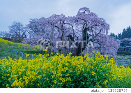 三春滝桜と菜の花 三春滝桜と菜の花 139220795