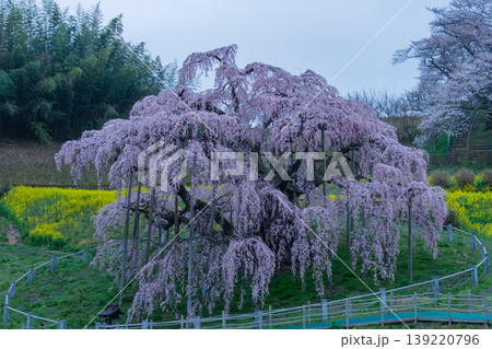 夜明けの滝桜 139220796