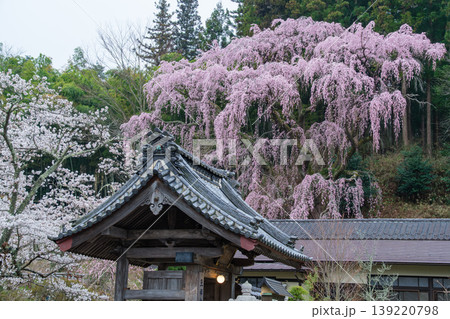 福聚寺桜と山門 139220798