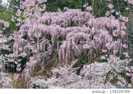福聚寺桜と花びら 139220799