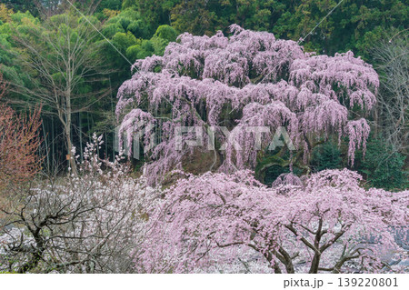森と福聚寺桜 139220801