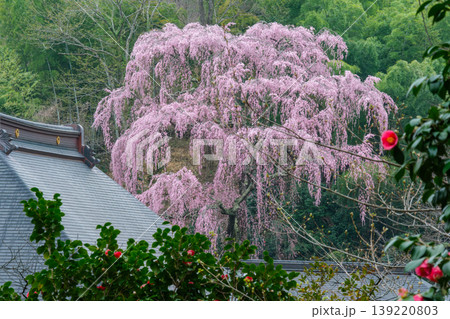 椿と枝垂れ桜 139220803