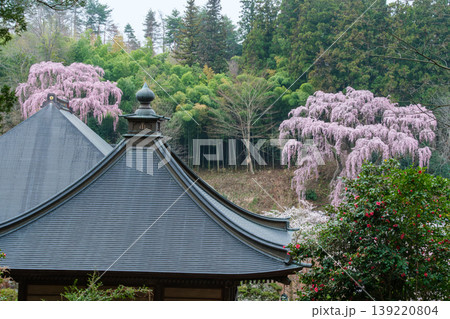 福聚寺桜と竹林 139220804