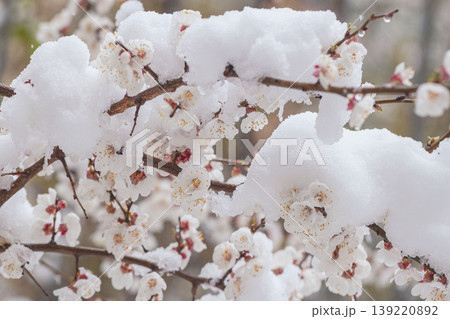 Spring Snow. Snow covers spring blossoms on delicate branches in May. Concept of snow, seasonal change, fragile nature, unexpected cold 139220892