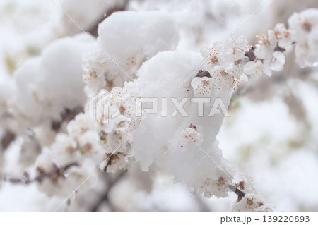 Spring snow covers white blossom branches during late April snowfall, creating spring snow scene with flowers, ice, and snow. Natural background for season change, weather, garden, design Spring snow covers white blossom branches during late April snowfall, creating spring snow scene with flowers, ice, and snow. Natural background for season change, weather, garden, design 139220893
